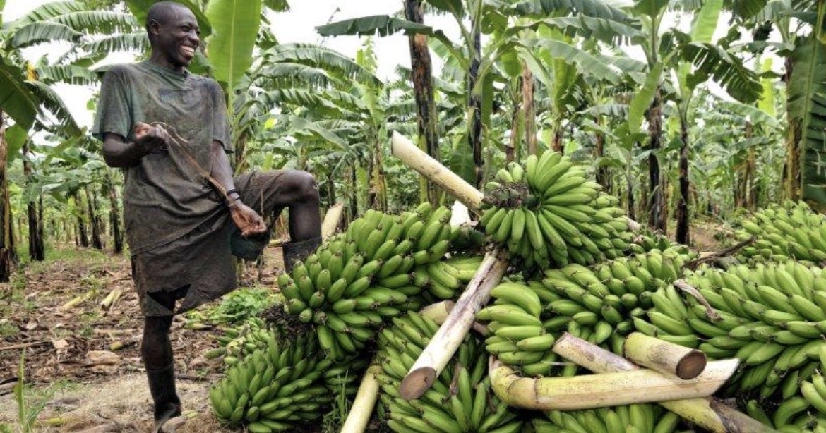 Le Cameroun gagne du terrain sur le caoutchouc, la pâte de cacao et la banane
