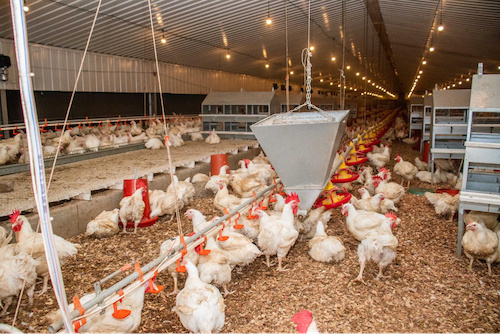 Élevage : le secteur avicole connaît une hausse de 50 % de sa production
